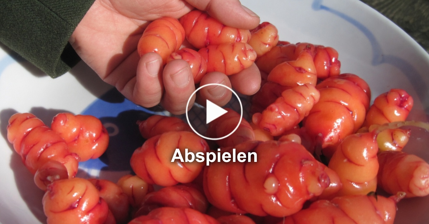 Entdecken Sie die natürlichen Vorteile von Hibiskustee zur Gewichtsabnahme