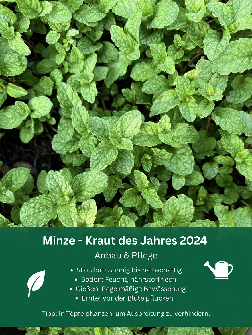 NATÜRLICHES NOTFALLSET, DAS 2026 JEDER ZU HAUSE HABEN SOLLTE