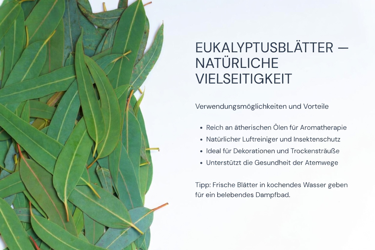 Eukalyptus-Tee – Wofür ist er gut? – Vorteile für Ihre Gesundheit und Schönheit