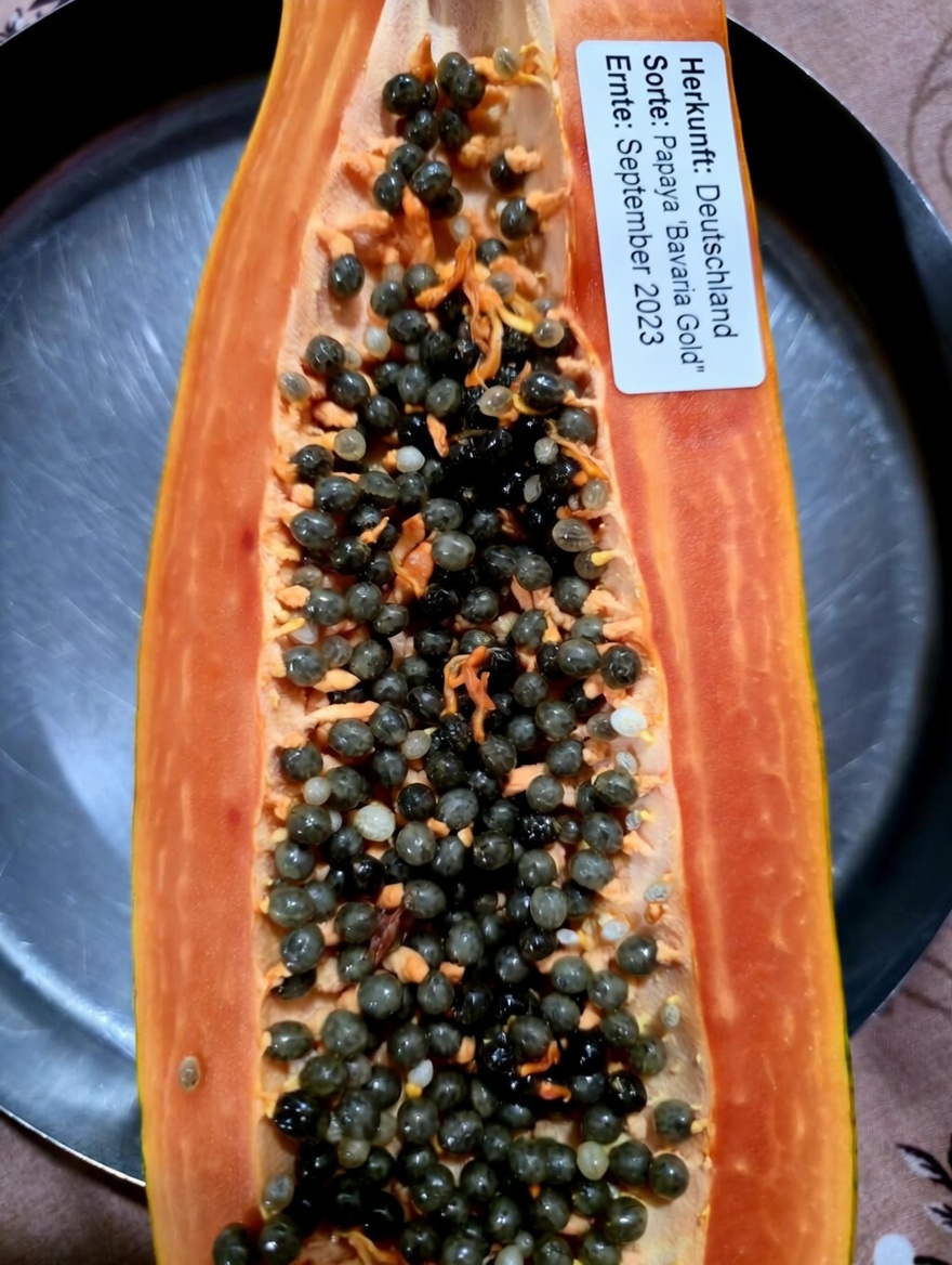 7 nächtliche Früchte, die deine Muskeln nach dem 60. Lebensjahr schützen (Sarkopenie auf natürliche Weise bremsen)