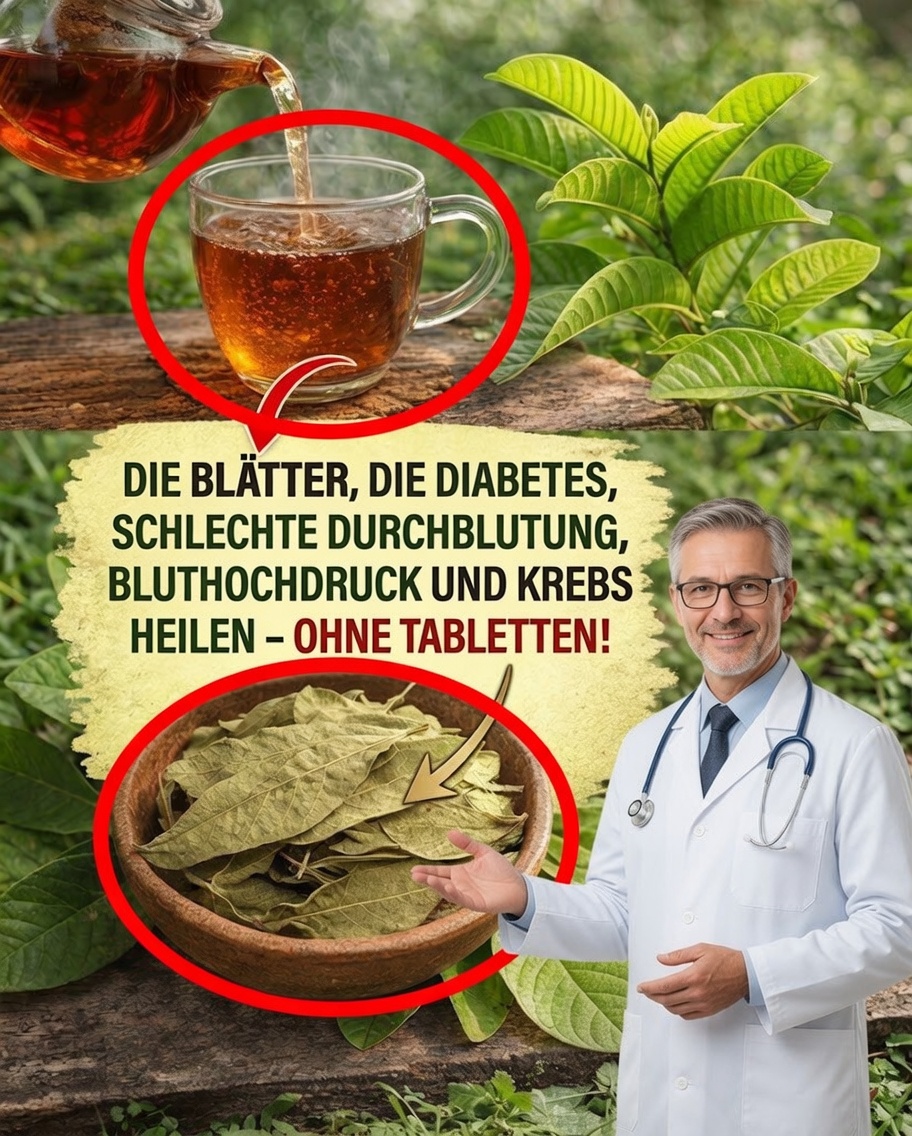 Entdecken Sie die natürliche Art, eine bessere Durchblutung zu unterstützen, den Blutdruck auszugleichen und das Wohlbefinden mit Guavenblättern zu fördern