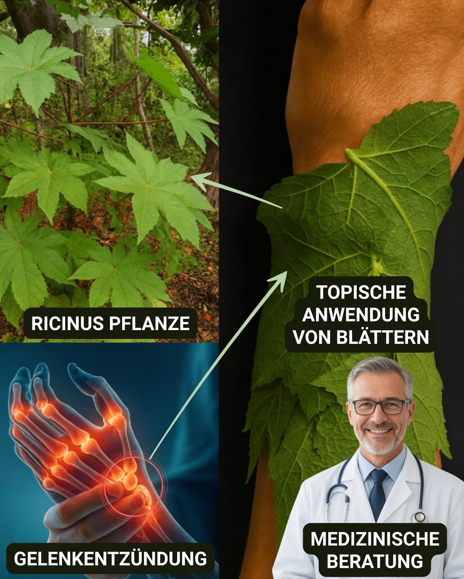 Hast du dir schon einmal vorgestellt, dass ein einfaches Blatt der Schlüssel zu Tagen ohne Schmerzen, strahlender Haut und endloser Energie sein könnte?