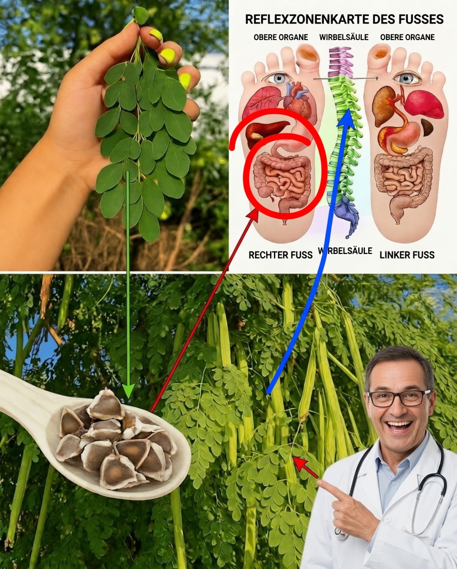 Moringa: Uralte Weisheit trifft auf das moderne Superfood