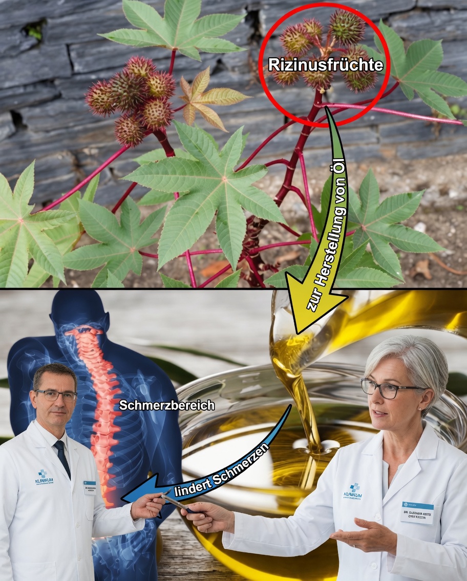 Entdecken Sie das verborgene Gold in Ihrem Garten: Die erstaunliche Heilkraft von Rizinusblättern
