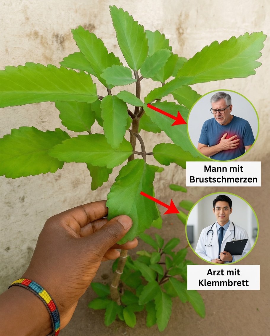 Warum Generationen der Pflanze des Lebens vertrauen und auf ihre erstaunlichen gesundheitlichen Vorteile setzen