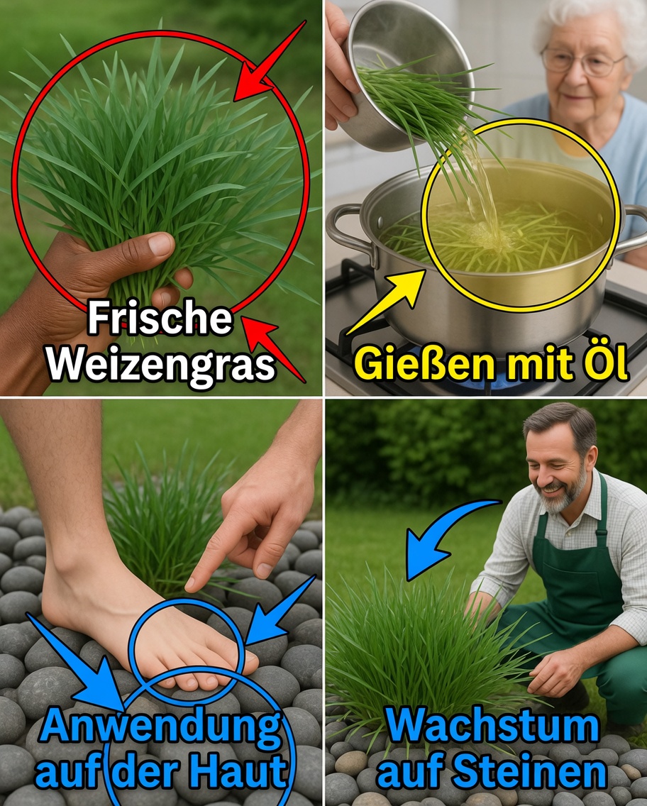 Capim-Pé-de-Galinha: Vom gewöhnlichen Unkraut zum natürlichen Heilschatz
